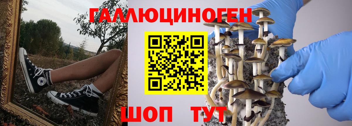 Галлюциногенные грибы прущие грибы  Вход с VPN  Шали 